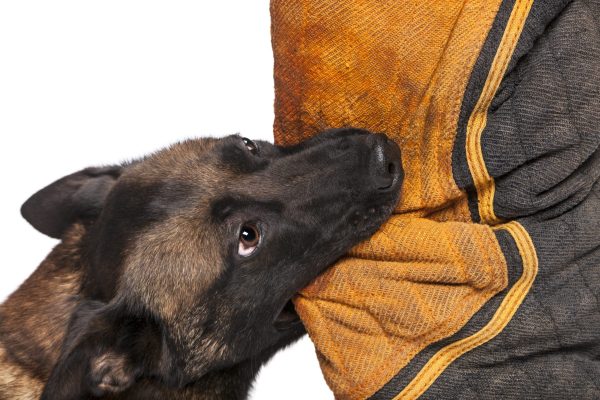 Belgian Shepherd biting a body bite suit against white background