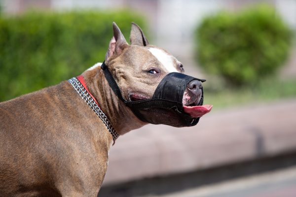 Close up of big brown dog in black muzzle on street. Concept of process walking with dog in good weather on street.