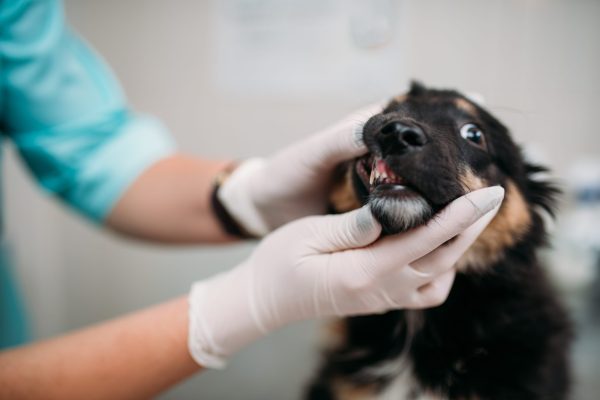 Female veterinarian examining dogs mouth, veterinary clinic. Vet doctor, treatment a sick dog